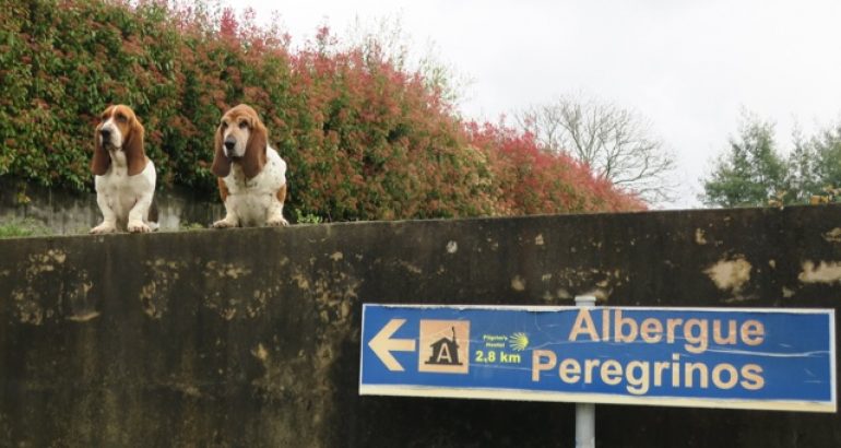 Friends Along the Camino