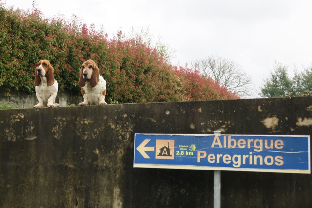 Friends Along the Camino