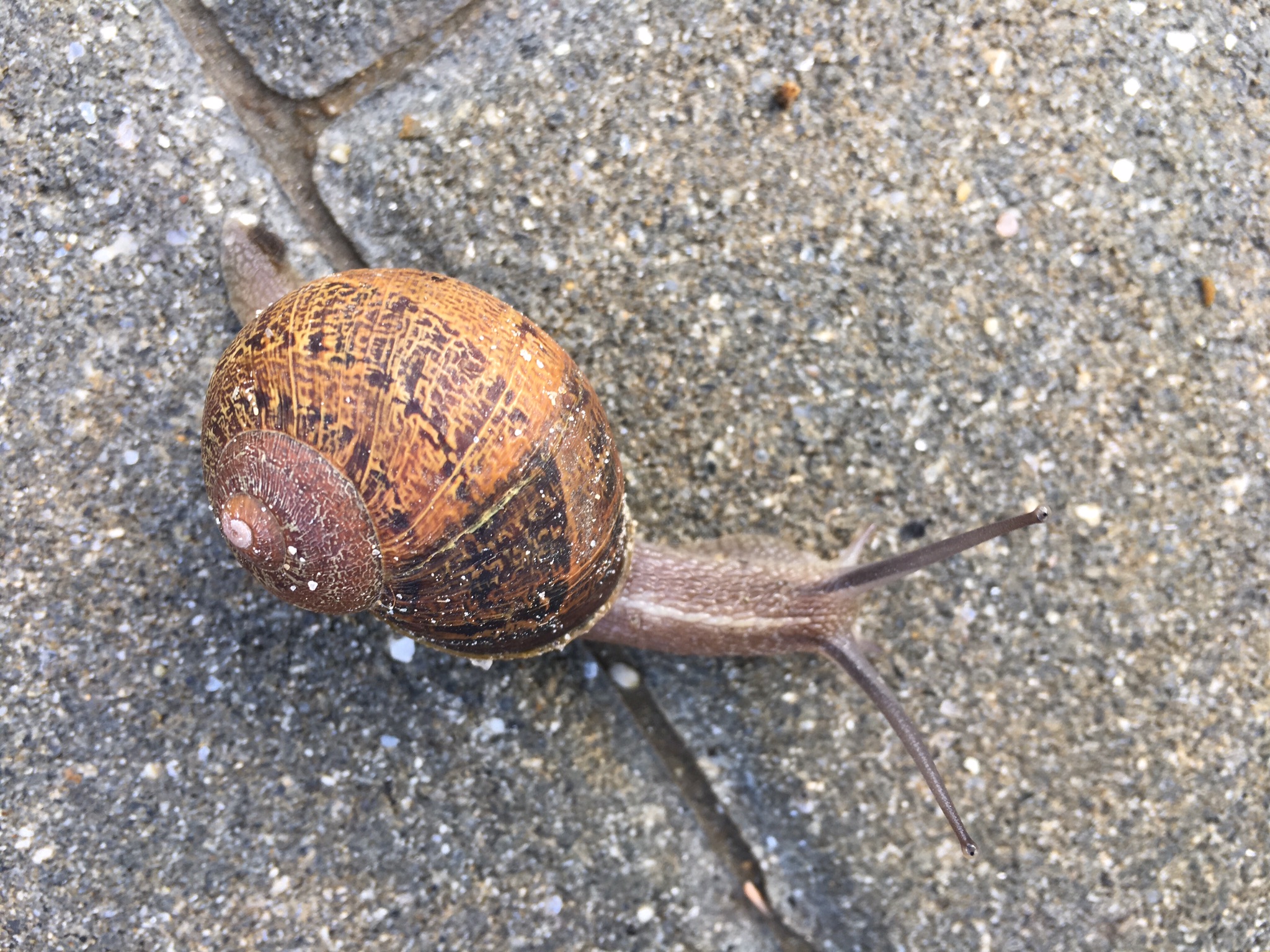 We All Walk The Camino At Our Own Pace