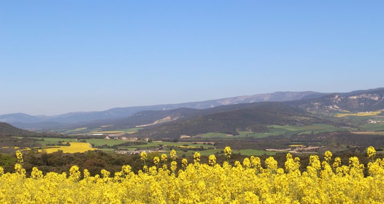 A Camino Within The Camino