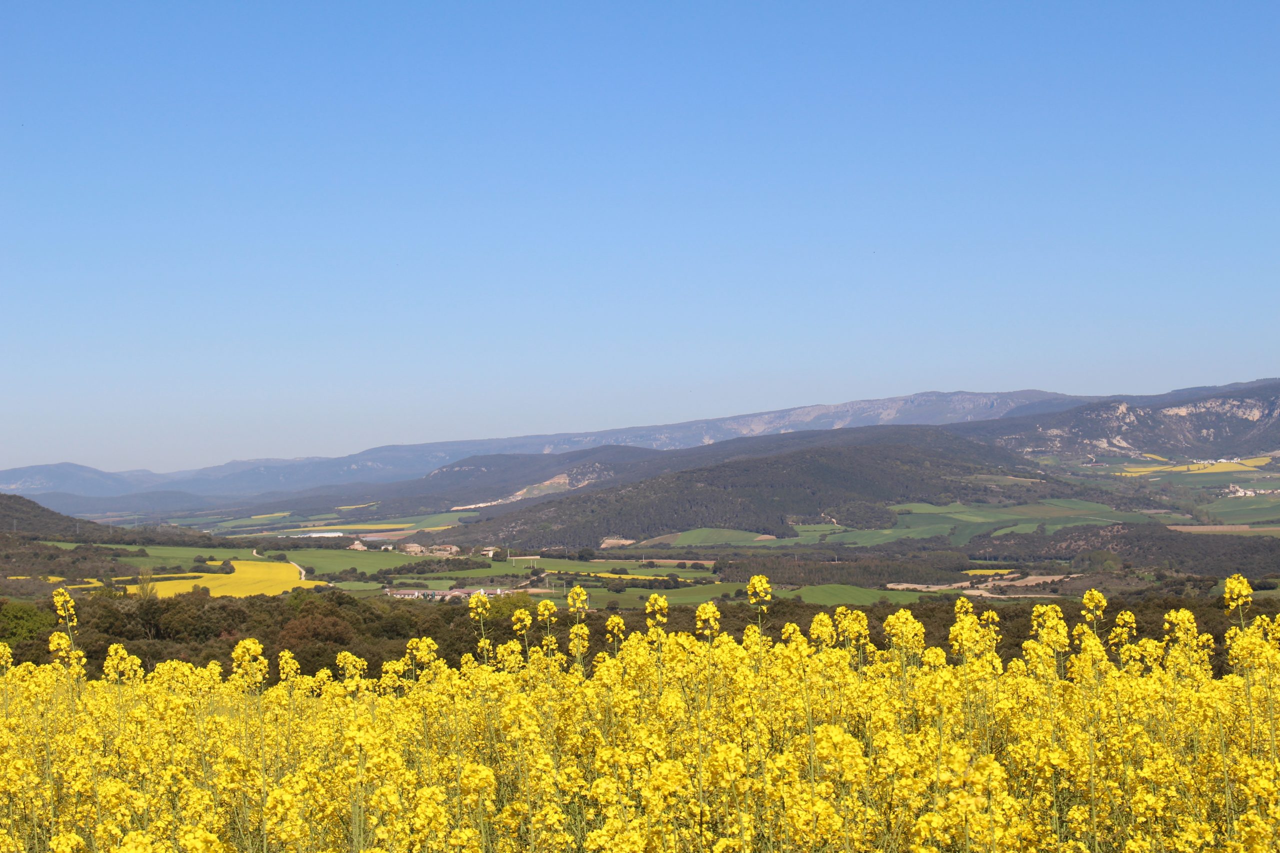 A Camino Within The Camino